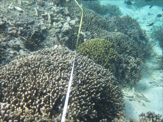 Close-up of a coral community of the shallow backreef in Faga`alu Bay