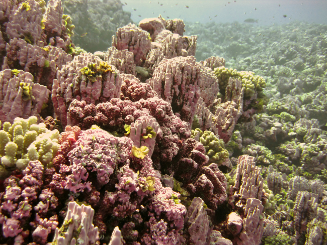 Shallow coral reef communities at Rose Atoll, conspicuously dominated bythe pink-colored encrusting coralline algae