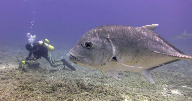 Chip Young installs a subsurface temperature recorder at Kure Atoll with anulua, or giant trevally (Caranx ignobilis), in the foreground