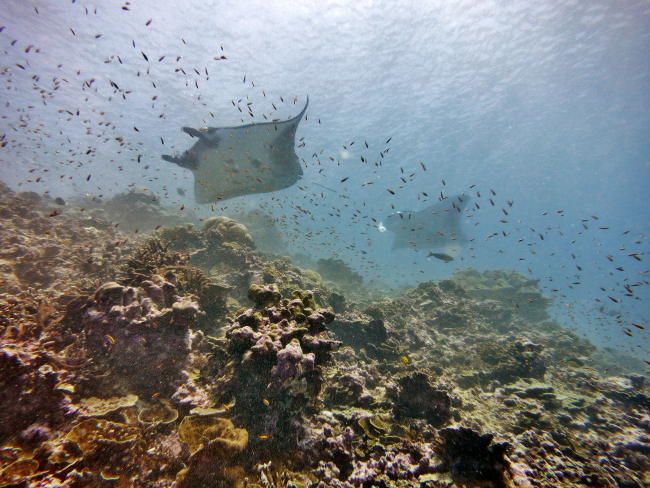 Manta rays swimming through a fish survey at Howland Island