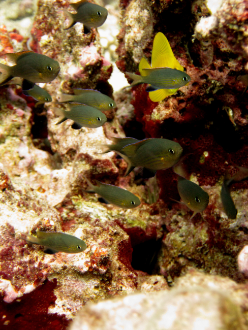 A small school of Chromis vanderbilti huddle near the seafloor