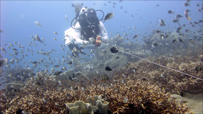 Among shoals of damselfishes, Andrew Gray of the PIFSC Coral ReefEcosystem Division reels in a transect line at the end of a reef fish survey