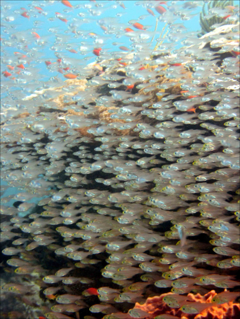 A vast school of golden sweeper (Parapriacanthus ransonneti) aggregates neara coral ledge off the northern coast of Timor-Leste