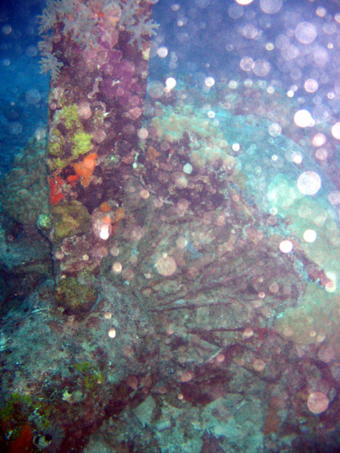 Coral encrusted engine of Betty Bomber shot down over Chuuk Lagoon