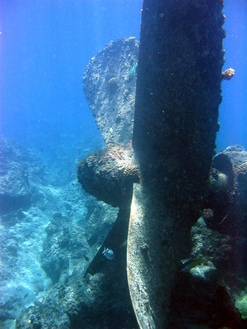 Propeller from modern ship wreck on Pearl and Hermes Reef