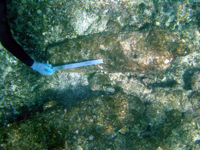 Measuring one of two cannons (second in bottom left of image) from ship wreckof early Nineteenth Century whaling vessel on Pearl and Hermes Reef