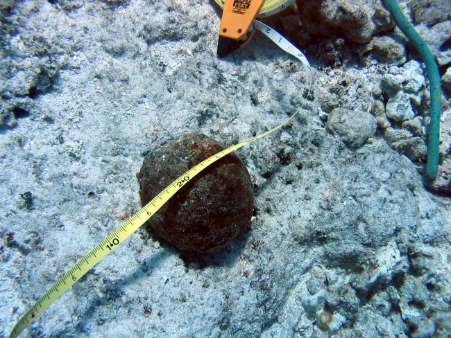 Cannon ball approximately 10 cm across from ship wreck of whaling vesselon Pearl and Hermes Reef