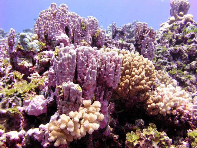 Pink and white corals interspersed with patches of green algae giving a striking effect