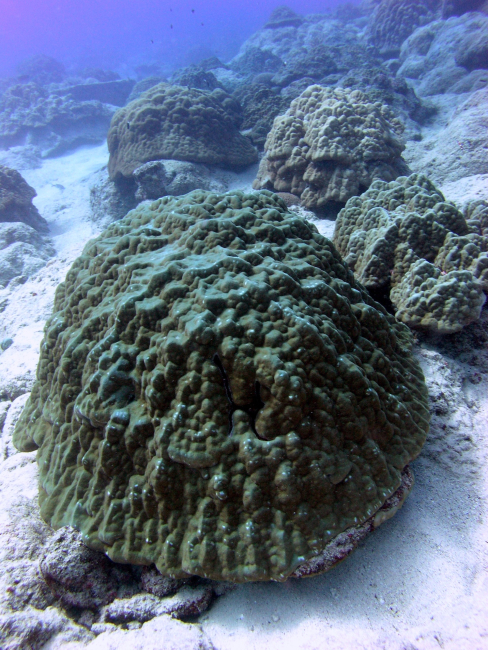 Massive corals looking more like giant mushrooms