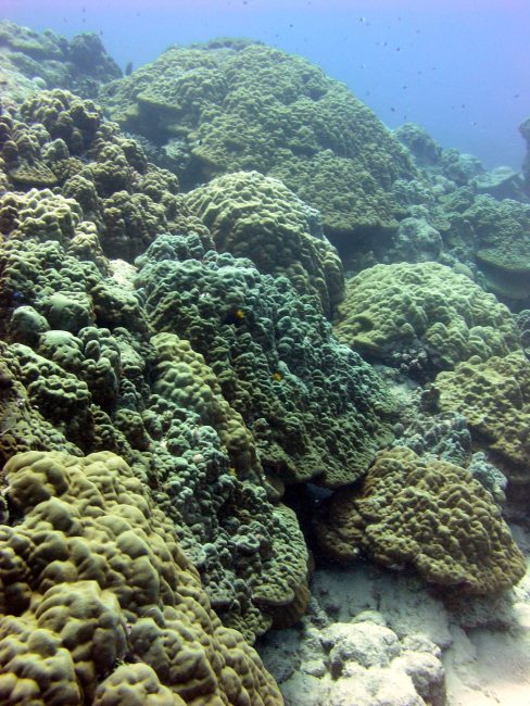 Massive corals