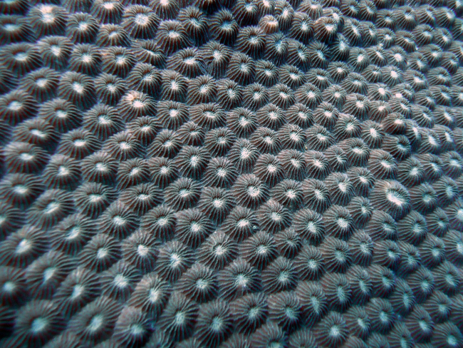 Star coral with polyps retracted