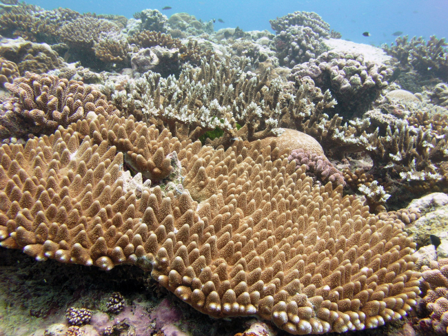 A diverse assemblage of corals