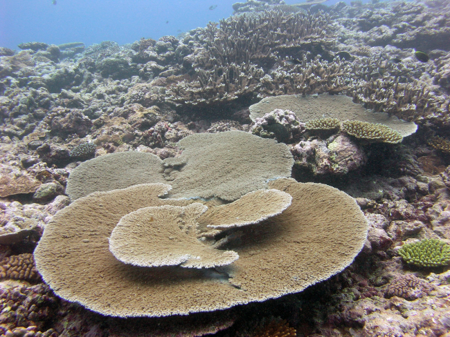 Large tabular coral (Acropora sp