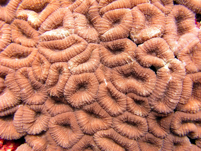 Coral patterns