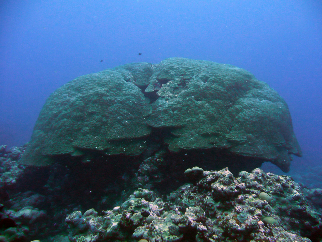 Massive coral (Porites sp
