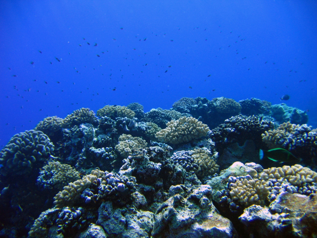 Coral reef scene