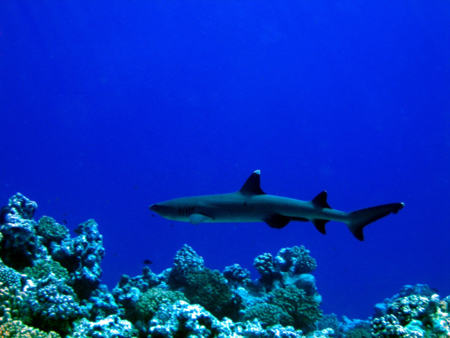 Reef whitetip shark