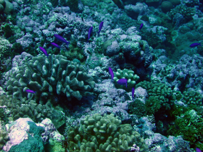 Reef scene with purple anthias