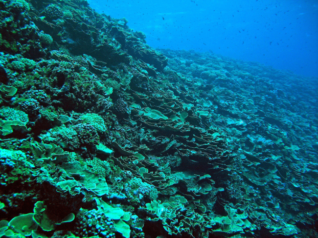 Coral reef scene