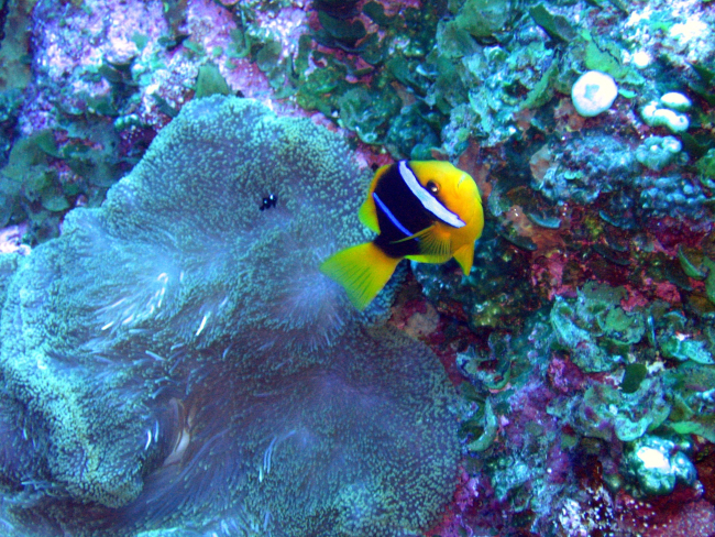 An orange fin anemonefish (Amphiprion chrysopterus)