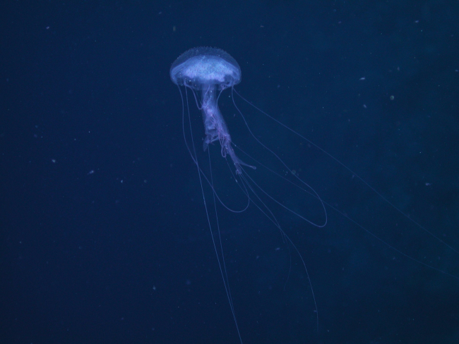 A pelagic jellyfish seen on one of the many decompression stops made by thedeep divers