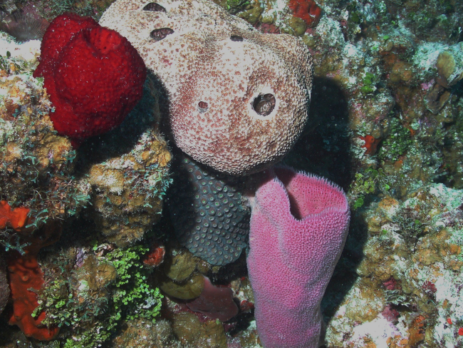 Biodiversity of colorful sponges on the shallow reefs on Little Cayman Islandis among the highest in the Caribbean