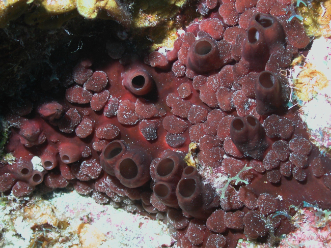 This bizarre sponge was a surprising find on the shallow reefs of Little CaymanIsland