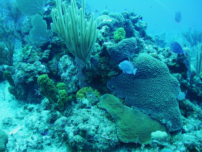 The shallow reef is dominated by soft and hard corals whereas spongesdominate the deep reef community