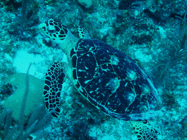 Hawksbill turtles were very interested in what divers were doing in their domain