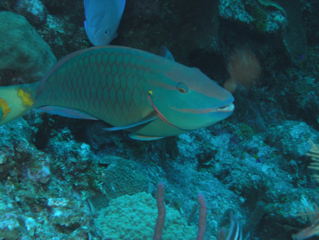 Stoplight parrotfish supermale (Sparisoma viride)