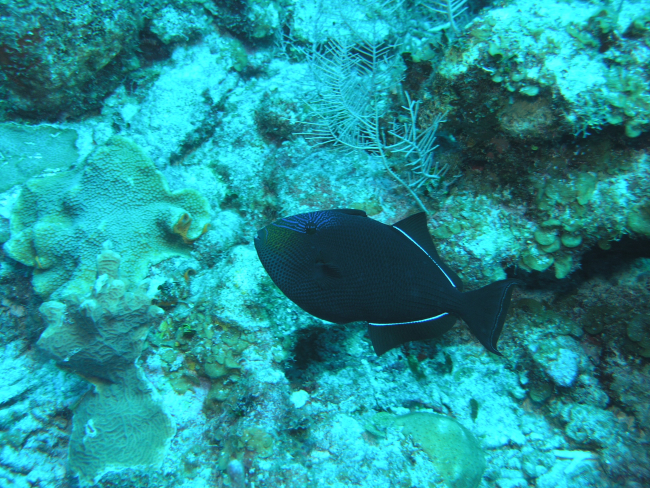 Black durgon (Melichthys niger)