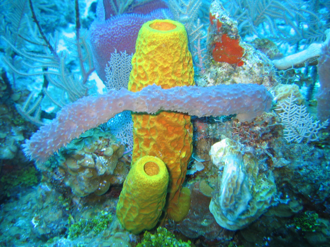 Sponge biodiversity and morphotypes at the lip the wall site in 60 feet of water