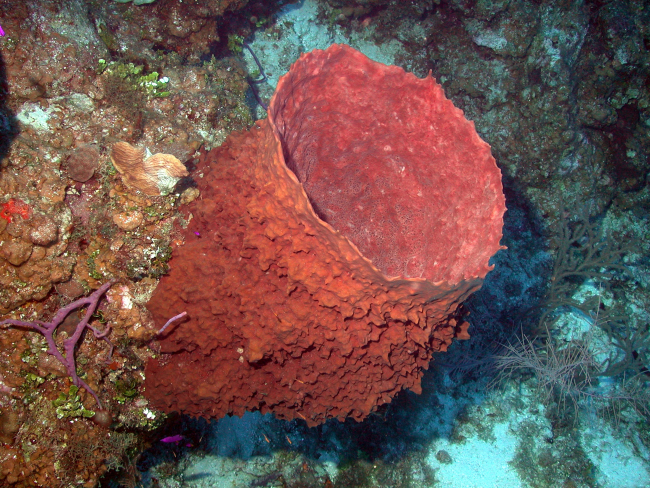 Xestospongia muta, the barrel sponge, may live for 100 years and grow to over6 feet tall