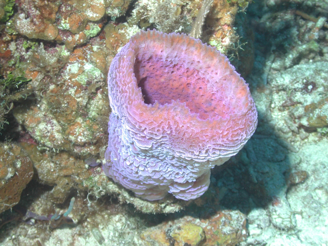 Some sponges, like this vase sponge (Callyspongia plicifera), do not host amicrobial community that is substantially different from that found in thesurrounding water column