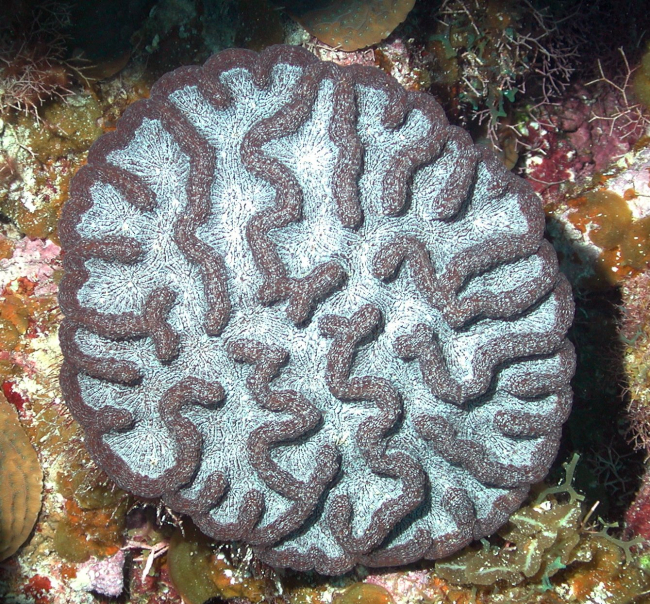 One of the more common deep reef corals on the Little Cayman walls areMycetophyllia sp