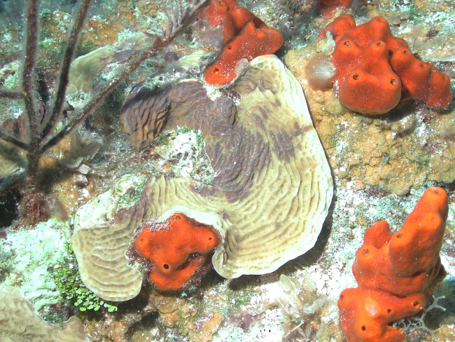 This lettuce coral (Agaricia sp