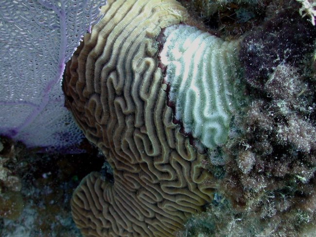 Black Band Disease was one of the first coral diseases identified backin the 1970s, and is still one of the most prevalent diseases on reefsworldwide