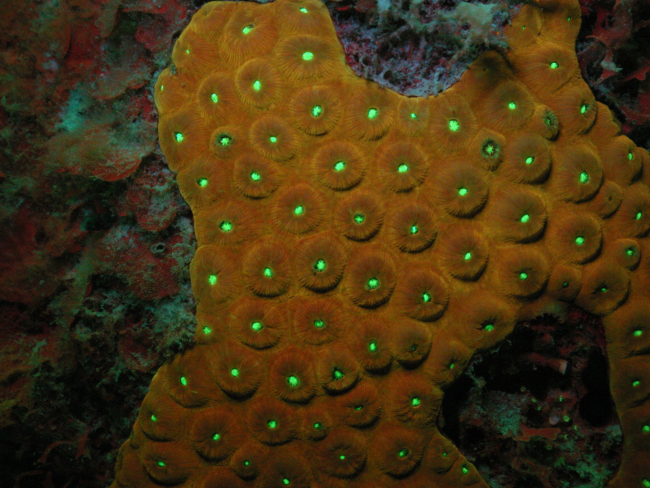Monsatrea cavernosa exhibiting orange fluorescence and green fluorescence in the mouth of the polyps