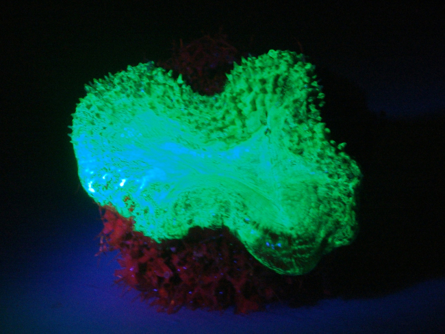 Mussa angulosa, a single polyp, is showing green fluorescence