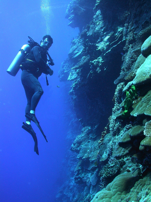 A diver explores the vertical distribution of corals on a Pacific wall