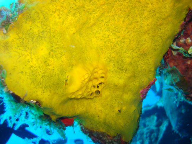 Sponge (Aka coralliophagum f