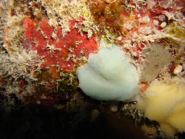 Sponge (Leucetta imberbis)