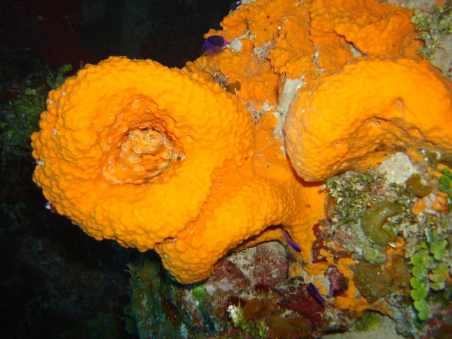 Sponge (Agelas citrina)