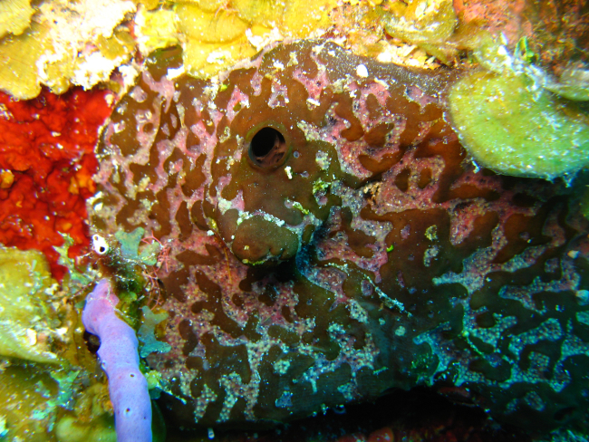 Sponge - Chimera of Plakortis and Haliclona (maybe)