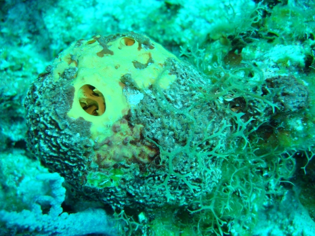 Sponges (Dictyonella arenosa on A