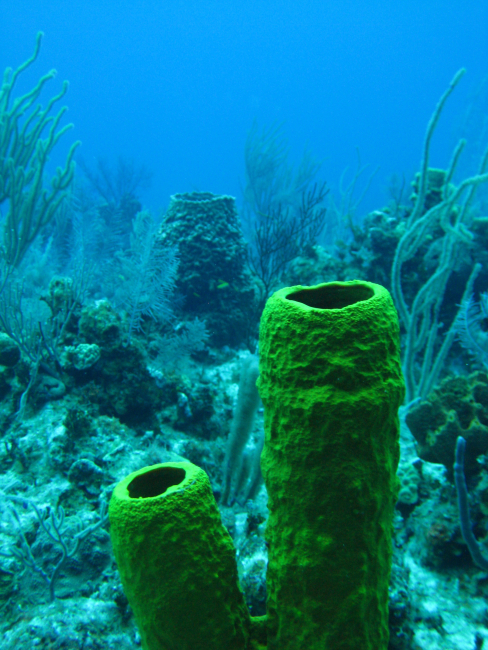 Various sponges in a coral reef area