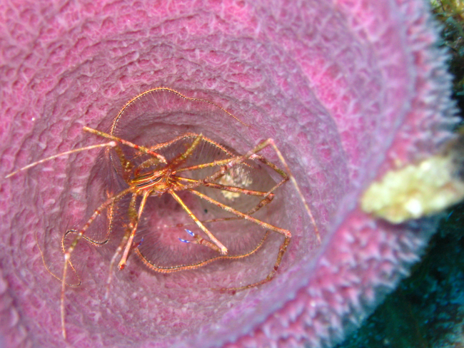 Pink barrel sponge with pycnogonid in interior