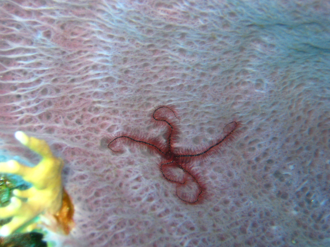 A pink barrel sponge serving as home for and a brittle star