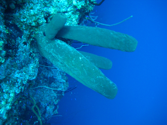 The same sponge as in image reef3943 under artificial light illuminationshowing its true colors