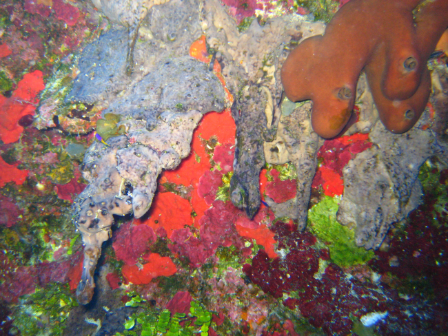 Black tube sponges growing from a vertical ledge